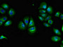 Immunofluorescent analysis of A549 cells using CAC13034 at dilution of 1:100 and Alexa Fluor 488-congugated AffiniPure Goat Anti-Rabbit IgG(H+L)
