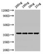 Western Blot, Positive WB detected in Recombinant protein, All lanes: GAPDH antibody at 3ug/ml, Secondary, Goat polyclonal to rabbit IgG at 1/50000 dilution, predicted band size: 36 kDa, observed band size: 36 kDa