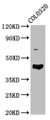 Western Blot, Positive WB detected in: Colo320 whole cell lysate, All lanes: GNAL antibody at 4.8ug/ml, Secondary, Goat polyclonal to rabbit IgG at 1/50000 dilution, Predicted band size: 45, 53, 21 kDa, Observed band size: 45 kDa