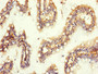 Immunohistochemistry of paraffin-embedded human small intestine tissue using CAC13050 at dilution of 1:100