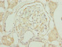 Immunohistochemistry of paraffin-embedded human kidney tissue using CAC13051 at dilution of 1:100