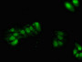Immunofluorescent analysis of HepG2 cells using CAC13053 at dilution of 1:100 and Alexa Fluor 488-congugated AffiniPure Goat Anti-Rabbit IgG(H+L)