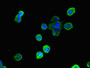 Immunofluorescent analysis of MCF-7 cells using CAC13055 at dilution of 1:100 and Alexa Fluor 488-congugated AffiniPure Goat Anti-Rabbit IgG(H+L)