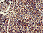 Immunohistochemistry of paraffin-embedded human spleen tissue using CAC13056 at dilution of 1:100