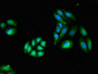 Immunofluorescent analysis of HepG2 cells using CAC13056 at dilution of 1:100 and Alexa Fluor 488-congugated AffiniPure Goat Anti-Rabbit IgG(H+L)