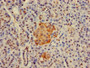 Immunohistochemistry of paraffin-embedded human pancreatic tissue using CAC13057 at dilution of 1:100