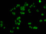 Immunofluorescent analysis of HepG2 cells using CAC13063 at dilution of 1:100 and Alexa Fluor 488-congugated AffiniPure Goat Anti-Rabbit IgG(H+L)
