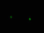 Immunofluorescence staining of Hela cells with CAC13064 at 1:100, counter-stained with DAPI. The cells were fixed in 4% formaldehyde, permeabilized using 0.2% Triton X-100 and blocked in 10% normal Goat Serum. The cells were then incubated with the antibody overnight at 4°C. The secondary antibody was Alexa Fluor 488-congugated AffiniPure Goat Anti-Rabbit IgG(H+L).