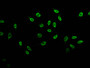 Immunofluorescence staining of Hela cells (treated with 30mM sodium butyrate for 4h) with CAC13068 at 1:10, counter-stained with DAPI. The cells were fixed in 4% formaldehyde, permeabilized using 0.2% Triton X-100 and blocked in 10% normal Goat Serum. The cells were then incubated with the antibody overnight at 4°C. The secondary antibody was Alexa Fluor 488-congugated AffiniPure Goat Anti-Rabbit IgG(H+L). Immunofluorescence staining of Hela cells (treated with 30mM sodium butyrate for 4h) with CAC13068 at 1:10, counter-stained with DAPI. The cells were fixed in 4% formaldehyde, permeabilized using 0.2% Triton X-100 and blocked in 10% normal Goat Serum. The cells were then incubated with the antibody overnight at 4°C. The secondary antibody was Alexa Fluor 488-congugated AffiniPure Goat Anti-Rabbit IgG(H+L).