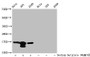 Western Blot, Detected samples: Hela whole cell lysate, 293 whole cell lysate, A549 whole cell lysate; Untreated (-) or treated (+) with 30mM sodium butyrate for 4h, All lanes: HIST1H3A antibody at 1:100, Secondary, Goat polyclonal to rabbit IgG at 1/50000 dilution, Predicted band size: 16 kDa, Observed band size: 16 kDa