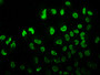 Immunofluorescence staining of Hela cells (treated with 30mM sodium butyrate for 4h) with CAC13070 at 1:7.5, counter-stained with DAPI. The cells were fixed in 4% formaldehyde, permeabilized using 0.2% Triton X-100 and blocked in 10% normal Goat Serum. The cells were then incubated with the antibody overnight at 4°C. The secondary antibody was Alexa Fluor 488-congugated AffiniPure Goat Anti-Rabbit IgG(H+L).