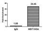 Chromatin Immunoprecipitation Hela (4*10 6 , treated with 30mM sodium butyrate for 4h) were treated with Micrococcal Nuclease, sonicated, and immunoprecipitated with 5ug anti-HIST1H3A (CAC13070) or a control normal rabbit IgG. The resulting ChIP DNA was quantified using real-time PCR with primers against the β-Globin promoter.