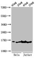 Western Blot, Positive WB detected in: Hela cell acid extracts, Jurkat cell acid extracts, All lanes: HIST1H3A antibody at 1ug/ml, Secondary, Goat polyclonal to rabbit IgG at 1/50000 dilution, Predicted band size: 16 kDa, Observed band size: 16 kDa Western Blot, Positive WB detected in: Hela cell acid extracts, Jurkat cell acid extracts, All lanes: HIST1H3A antibody at 1ug/ml, Secondary, Goat polyclonal to rabbit IgG at 1/50000 dilution, Predicted band size: 16 kDa, Observed band size: 16 kDa