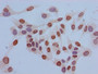 Immunocytochemistry analysis of Hela cells using CAC13072 at dilution of 1:100 Immunocytochemistry analysis of Hela cells using CAC13072 at dilution of 1:100