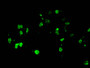 Immunofluorescent analysis of Hela cells using CAC13073 at dilution of 1:100 and Alexa Fluor 488-congugated AffiniPure Goat Anti-Rabbit IgG(H+L)