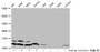 Western Blot, Detected samples: 293 whole cell lysate, A549 whole cell lysate, K562 whole cell lysate, Jurkat whole cell lysate; Untreated (-) or treated (+) with 30mM sodium butyrate for 4h, All lanes: HIST1H4A antibody at 1:100, Secondary, Goat polyclonal to rabbit IgG at 1/50000 dilution, Predicted band size: 12 kDa, Observed band size: 12 kDa