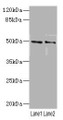 Western Blot, All lanes: HTR3Bantibody at 3.29ug/ml, Lane 1: Mouse lung tissue, Lane 2: 293T whole cell lysate, Secondary, Goat polyclonal to rabbit IgG at 1/10000 dilution, Predicted band size: 51, 50 kDa, Observed band size: 51 kDa