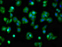 Immunofluorescence staining of HepG2 cells with CAC13094 at 1:100, counter-stained with DAPI. The cells were fixed in 4% formaldehyde, permeabilized using 0.2% Triton X-100 and blocked in 10% normal Goat Serum. The cells were then incubated with the antibody overnight at 4°C. The secondary antibody was Alexa Fluor 488-congugated AffiniPure Goat Anti-Rabbit IgG(H+L).