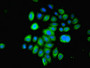 Immunofluorescent analysis of A549 cells using CAC13100 at dilution of 1:100 and Alexa Fluor 488-congugated AffiniPure Goat Anti-Rabbit IgG(H+L)