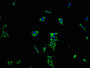 Immunofluorescence staining of MCF-7 cells with CAC13120 at 1:100, counter-stained with DAPI. The cells were fixed in 4% formaldehyde and blocked in 10% normal Goat Serum. The cells were then incubated with the antibody overnight at 4°C. The secondary antibody was Alexa Fluor 488-congugated AffiniPure Goat Anti-Rabbit IgG(H+L).