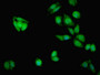 Immunofluorescent analysis of HepG2 cells using CAC13126 at dilution of 1:100 and Alexa Fluor 488-congugated AffiniPure Goat Anti-Rabbit IgG(H+L) Immunofluorescent analysis of HepG2 cells using CAC13126 at dilution of 1:100 and Alexa Fluor 488-congugated AffiniPure Goat Anti-Rabbit IgG(H+L)
