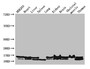 Western Blot, Positive WB detected in: HEK293 whole cell lysate, Mouse heart tissue, Mouse liver tissue, Mouse spleen tissue, Mouse lung tissue, Mouse kidney tissue, Mouse brain tissue, Mouse skeletal muscle tissue, Mouse thymus tissue, All lanes: NDUFB6 antibody at 3ug/ml, Secondary, Goat polyclonal to rabbit IgG at 1/50000 dilution, Predicted band size: 16, 14 kDa, Observed band size: 16, 14 kDa Western Blot, Positive WB detected in: HEK293 whole cell lysate, Mouse heart tissue, Mouse liver tissue, Mouse spleen tissue, Mouse lung tissue, Mouse kidney tissue, Mouse brain tissue, Mouse skeletal muscle tissue, Mouse thymus tissue, All lanes: NDUFB6 antibody at 3ug/ml, Secondary, Goat polyclonal to rabbit IgG at 1/50000 dilution, Predicted band size: 16, 14 kDa, Observed band size: 16, 14 kDa