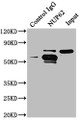 Immunoprecipitating NUP62 in A549 whole cell lysate, Lane 1: Rabbit control IgG instead of CAC13140 in A549 whole cell lysate., For western blotting, a HRP-conjugated Protein G antibody was used as the secondary antibody (1/50000), Lane 2: CAC13140 (6ug) + A549 whole cell lysate (1mg), Lane 3: A549 whole cell lysate (20ug)