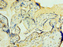 Immunohistochemistry of paraffin-embedded human placenta tissue using CAC13146 at dilution of 1:100 Immunohistochemistry of paraffin-embedded human placenta tissue using CAC13146 at dilution of 1:100