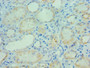 Immunohistochemistry of paraffin-embedded human kidney tissue using CAC13149 at dilution of 1:100 Immunohistochemistry of paraffin-embedded human kidney tissue using CAC13149 at dilution of 1:100