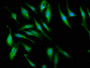 Immunofluorescence staining of Hela cells with CAC13150 at 1:66, counter-stained with DAPI. The cells were fixed in 4% formaldehyde, permeabilized using 0.2% Triton X-100 and blocked in 10% normal Goat Serum. The cells were then incubated with the antibody overnight at 4°C. The secondary antibody was Alexa Fluor 488-congugated AffiniPure Goat Anti-Rabbit IgG(H+L). Immunofluorescence staining of Hela cells with CAC13150 at 1:66, counter-stained with DAPI. The cells were fixed in 4% formaldehyde, permeabilized using 0.2% Triton X-100 and blocked in 10% normal Goat Serum. The cells were then incubated with the antibody overnight at 4°C. The secondary antibody was Alexa Fluor 488-congugated AffiniPure Goat Anti-Rabbit IgG(H+L).