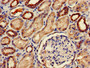 Immunohistochemistry of paraffin-embedded human kidney tissue using CAC13151 at dilution of 1:100 Immunohistochemistry of paraffin-embedded human kidney tissue using CAC13151 at dilution of 1:100
