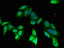 Immunofluorescent analysis of HepG2 cells using CAC13151 at dilution of 1:100 and Alexa Fluor 488-congugated AffiniPure Goat Anti-Rabbit IgG(H+L) Immunofluorescent analysis of HepG2 cells using CAC13151 at dilution of 1:100 and Alexa Fluor 488-congugated AffiniPure Goat Anti-Rabbit IgG(H+L)