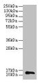 Western Blot, All Lane: RPL36AL antibody at 2ug/ml + 293T whole cell lysate, Secondary, Goat polyclonal to rabbit IgG at 1/15000 dilution, Predicted band size: 13 kDa, Observed band size: 13 kDa Western Blot, All Lane: RPL36AL antibody at 2ug/ml + 293T whole cell lysate, Secondary, Goat polyclonal to rabbit IgG at 1/15000 dilution, Predicted band size: 13 kDa, Observed band size: 13 kDa