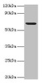 Western Blot, All lanes: Plbd2 antibody at 2ug/ml + Mouse brain tissue, Secondary, Goat polyclonal to rabbit IgG at 1/15000 dilution, Predicted band size: 67, 50 kDa, Observed band size: 67 kDa Western Blot, All lanes: Plbd2 antibody at 2ug/ml + Mouse brain tissue, Secondary, Goat polyclonal to rabbit IgG at 1/15000 dilution, Predicted band size: 67, 50 kDa, Observed band size: 67 kDa
