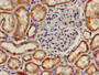 Immunohistochemistry of paraffin-embedded human kidney tissue using CAC13162 at dilution of 1:100 Immunohistochemistry of paraffin-embedded human kidney tissue using CAC13162 at dilution of 1:100