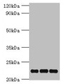 Western Blot, All lanes: PRDX5 antibody at 4ug/ml, Lane 1: Mouse brain tissue, Lane 2: Hela whole cell lysate, Lane 3: 293T whole cell lysate, Secondary, Goat polyclonal to rabbit IgG at 1/10000 dilution, Predicted band size: 23, 18, 13 kDa, Observed band size: 23 kDa