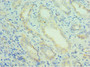 Immunohistochemistry of paraffin-embedded human kidney tissue using CAC13171 at dilution of 1:100