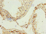 Immunohistochemistry of paraffin-embedded human testis tissue using CAC13184 at dilution of 1:100 Immunohistochemistry of paraffin-embedded human testis tissue using CAC13184 at dilution of 1:100