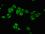 Immunofluorescent analysis of HepG2 cells using CAC13185 at dilution of 1:100 and Alexa Fluor 488-congugated AffiniPure Goat Anti-Rabbit IgG(H+L)