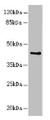Western Blot, All lanes: RFPL2 antibody at 3.41ug/ml + MCF-7 whole cell lysate, Secondary, Goat polyclonal to rabbit IgG at 1/10000 dilution, Predicted band size: 43, 33, 36 kDa, Observed band size: 43 kDa