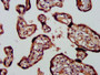 IHC image of CAC13187 diluted at 1:400 and staining in paraffin-embedded human placenta tissue performed on a Leica BondTM system. After dewaxing and hydration, antigen retrieval was mediated by high pressure in a citrate buffer (pH 6.0). Section was blocked with 10% normal goat serum 30min at RT. Then primary antibody (1% BSA) was incubated at 4°C overnight. The primary is detected by a biotinylated secondary antibody and visualized using an HRP conjugated SP system.