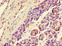 Immunohistochemistry of paraffin-embedded human pancreatic tissue using CAC13197 at dilution of 1:100