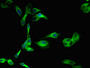 Immunofluorescent analysis of Hela cells using CAC13197 at dilution of 1:100 and Alexa Fluor 488-congugated AffiniPure Goat Anti-Rabbit IgG(H+L)