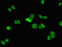 Immunofluorescent analysis of HepG2 cells using CAC13198 at dilution of 1:100 and Alexa Fluor 488-congugated AffiniPure Goat Anti-Rabbit IgG(H+L)
