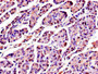 Immunohistochemistry of paraffin-embedded human pancreatic tissue using CAC13207 at dilution of 1:100