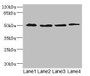 Western Blot, All lanes: SQRDL antibody at 4.67ug/ml, Lane 1: A549 whole cell lysate, Lane 2: A431 whole cell lysate, Lane 3: Hela whole cell lysate, Lane 4: HepG2 whole cell lysate, Secondary, Goat polyclonal to rabbit IgG at 1/10000 dilution, Predicted band size: 50 kDa, Observed band size: 50 kDa