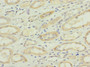 Immunohistochemistry of paraffin-embedded human kidney tissue using CAC13208 at dilution of 1:100