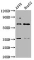 Western Blot, Positive WB detected in: A549 whole cell lysate, HepG2 whole cell lysate, All lanes: TBX4 antibody at 4.3ug/ml, Secondary, Goat polyclonal to rabbit IgG at 1/50000 dilution, Predicted band size: 61 kDa, Observed band size: 61 kDa