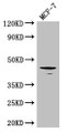 Western Blot, Positive WB detected in: MCF-7 whole cell lysate, All lanes: Tgfb1 antibody at 3ug/ml, Secondary, Goat polyclonal to rabbit IgG at 1/50000 dilution, Predicted band size: 45 kDa, Observed band size: 45 kDa