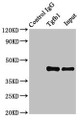 Immunoprecipitating Tgfb1 in MCF-7 whole cell lysate, Lane 1: Rabbit control IgG instead of (1ug) instead of CAC13219 in MCF-7 whole cell lysate., For western blotting, a HRP-conjugated Protein G antibody was used as the secondary antibody (1/2000), Lane 2: CAC13219 (8ug) + MCF-7 whole cell lysate (500ug), Lane 3: MCF-7 whole cell lysate (10ug)